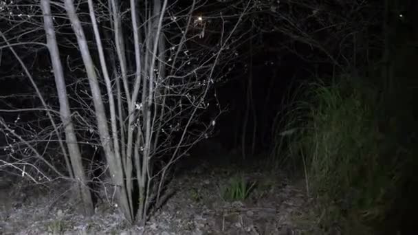 Quelqu'un marche dans la forêt, illuminant la route avec une lanterne à main 4k. Ombres chatoyantes — Video