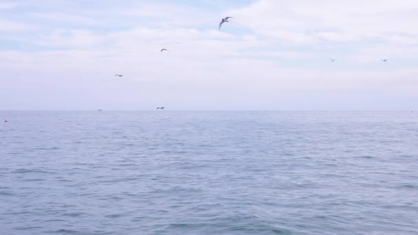 Au ralenti. Un troupeau de goélands affamés survolant l'eau et mangeant de la nourriture au-dessus de la mer. le paysage marin. 4k — Video