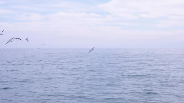 En cámara lenta. Una bandada de gaviotas hambrientas volando sobre el agua y comiendo comida sobre el mar. el paisaje marino. 4k — Vídeos de Stock