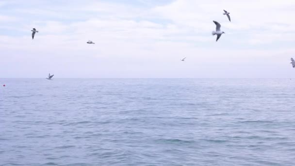 Au ralenti. Un troupeau de goélands affamés survolant l'eau et mangeant de la nourriture au-dessus de la mer. le paysage marin. 4k — Video