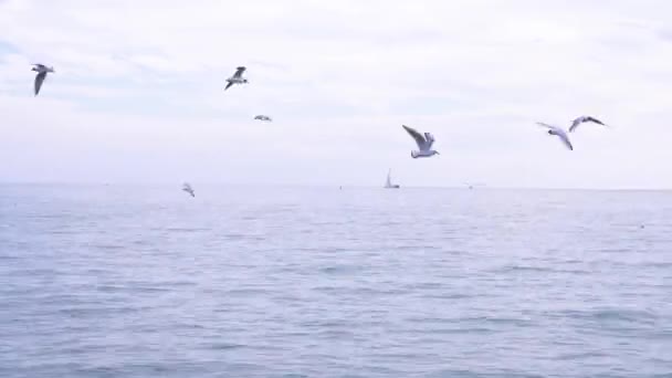 Slow motion. A flock of hungry gulls flying over the water and eating food over the sea. seascape. 4k — Stock Video
