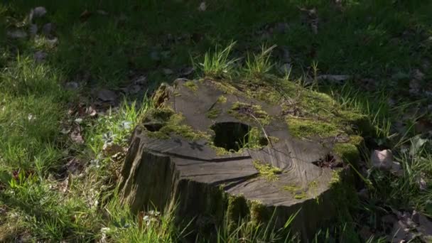 Ormanda stump. Eski güdük moss ile kaplıdır. Yeşil yosun güdük. güneş ışığı, 4k — Stok video