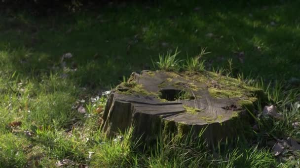 Baumstumpf im Wald. Der alte Baumstumpf ist mit Moos bedeckt. Stumpf aus grünem Moos. Sonnenlicht, 4k — Stockvideo