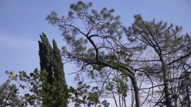 Árboles y el cielo - conducir a través del bosque mirando hacia arriba, 4k — Vídeos de Stock
