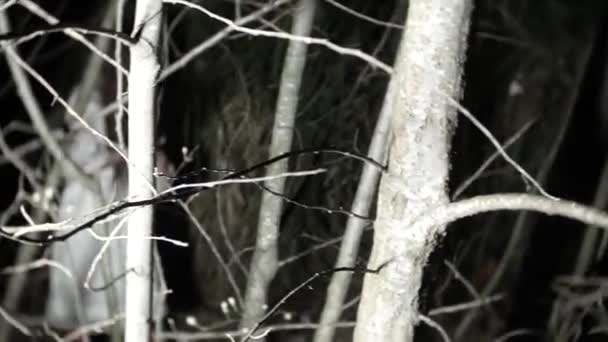 Ein kleines Geistermädchen mit langen schwarzen Haaren, in weiß, wandert mit einem Messer und einem Stofftier durch den Wald. 4k — Stockvideo