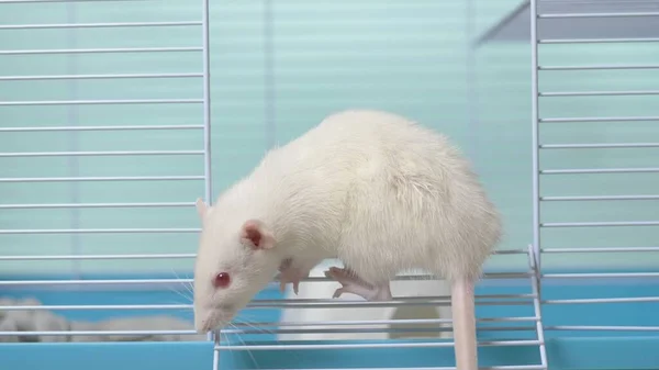 Rata blanca en una jaula. mascota en casa. símbolo animal del año en el calendario chino . — Foto de Stock