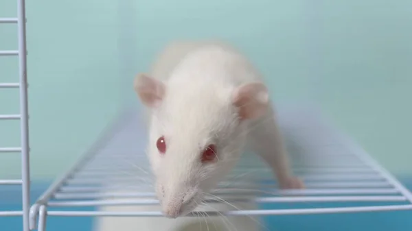 Rata blanca en una jaula. mascota en casa. símbolo animal del año en el calendario chino . — Foto de Stock