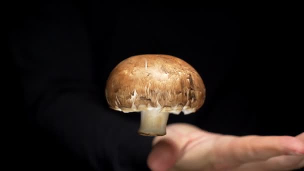 Levitation concept. hands hold and release champignon mushroom on a black background. champignon soars in the air. — ストック動画