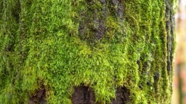 Ağaç kabuğundaki yosunlara kalp işareti kazınmış. arka plan doğal