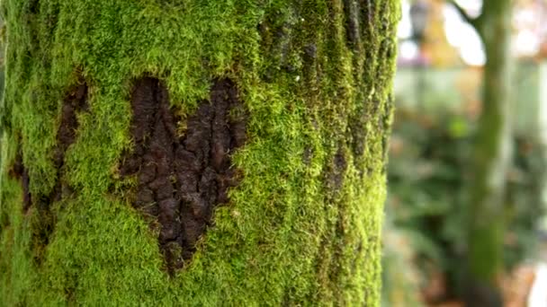signe coeur sculpté dans la mousse sur l'écorce de l'arbre. fond naturel 