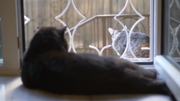 Kara kedi pencere eşiğinde yatar ve pencerenin dışındaki kediye bakar. — Stok video