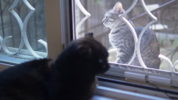 Kara kedi pencere eşiğinde yatar ve pencerenin dışındaki kediye bakar. — Stok video