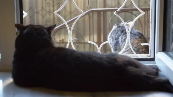 Chat noir couché sur le rebord de la fenêtre et regarde le chat devant la fenêtre — Video