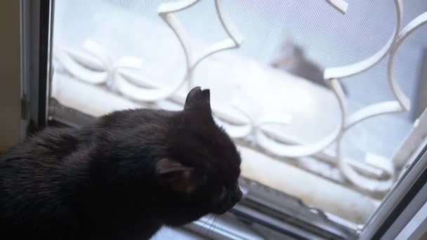 Zwarte kat liggend op de vensterbank en kijkt naar de kat buiten het raam — Stockvideo