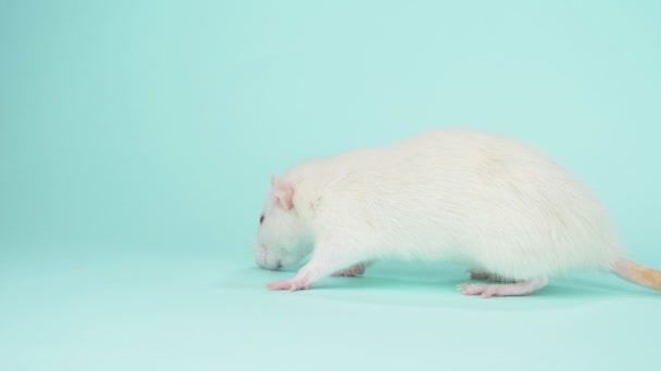 La rata blanca con los ojos rojos sobre el fondo azul. espacio de copia — Vídeos de Stock