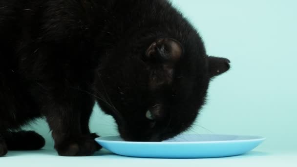 Чорний кіт виймає вершки з блюдця на синьому фоні. крупним планом — стокове відео