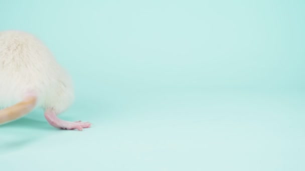 Die weiße Ratte mit roten Augen auf blauem Hintergrund. Kopierraum — Stockvideo