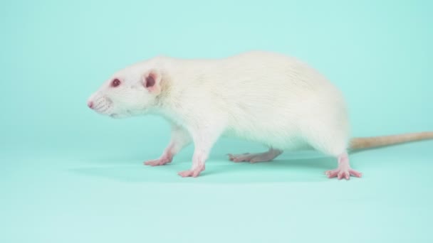 Die weiße Ratte mit roten Augen auf blauem Hintergrund. Kopierraum — Stockvideo