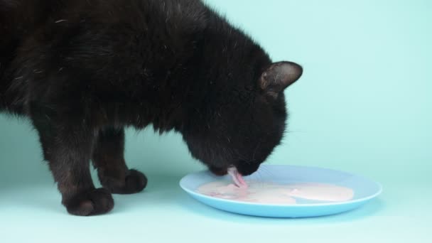 Black cat lapping cream from a saucer on a blue background. closeup — Stock Video