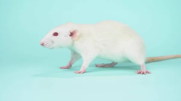 De witte rat met rode ogen op een blauwe achtergrond. kopieerruimte — Stockfoto