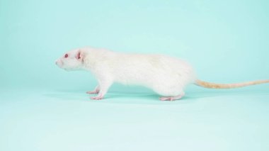 Mavi arka planda kırmızı gözlü beyaz sıçan. Boşluğu kopyala