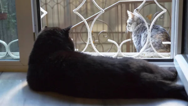 Gato negro acostado en el alféizar de la ventana y mira al gato fuera de la ventana —  Fotos de Stock