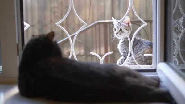 Gato negro acostado en el alféizar de la ventana y mira al gato fuera de la ventana —  Fotos de Stock