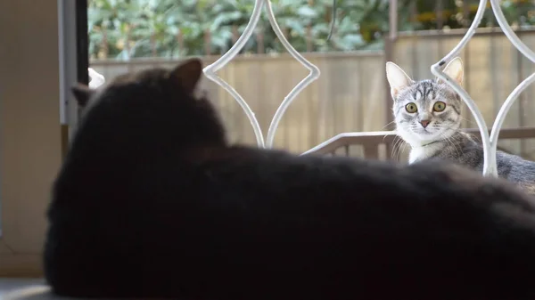 黒い猫が窓の上に寝そべって窓の外の猫を見て — ストック写真