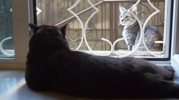 黒い猫が窓の上に寝そべって窓の外の猫を見て — ストック写真