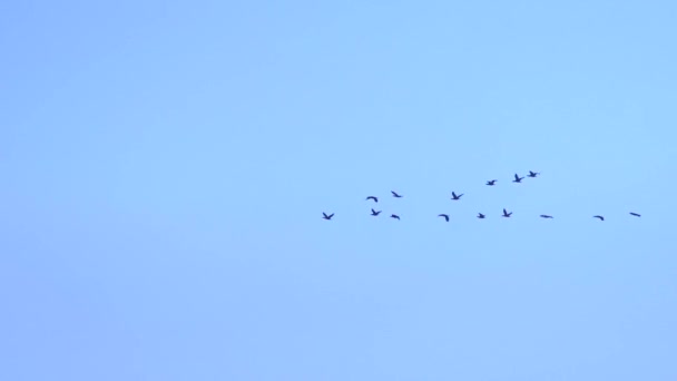 Una cuña de aves migratorias en el cielo azul claro. espacio de copia — Vídeos de Stock