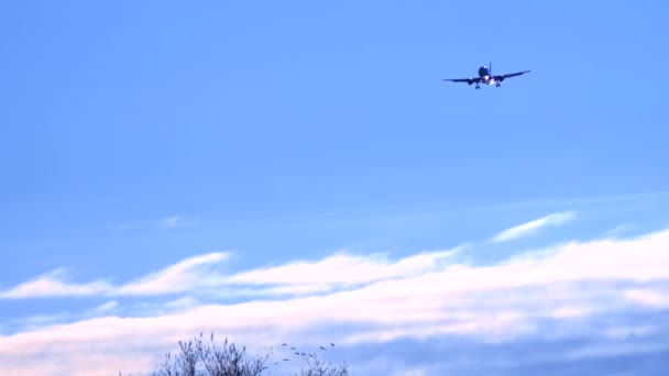 Avion dans un ciel bleu clair atterrit. lâcher le châssis. espace de copie — Video