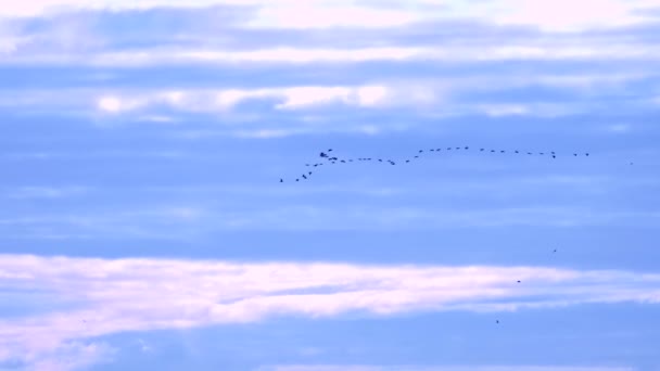 Een wig van trekvogels in de helderblauwe lucht. kopieerruimte — Stockvideo