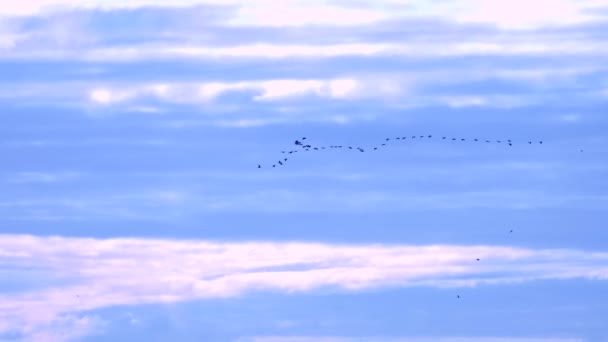 Una cuña de aves migratorias en el cielo azul claro. espacio de copia — Vídeos de Stock