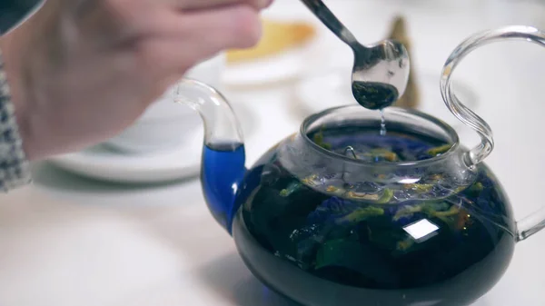 Blue tea from the flowers klitoria in teapot. fashionable design food — 스톡 사진