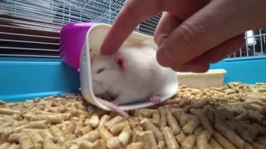 Hücrenin içindeki manzara. Güvenlik kamerası. Kafesteki beyaz fare.