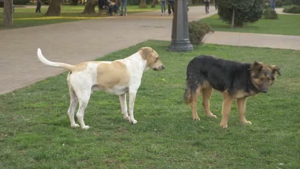 Çimenlikteki şehir parkında başıboş bir köpek sürüsü. bahar. — Stok video