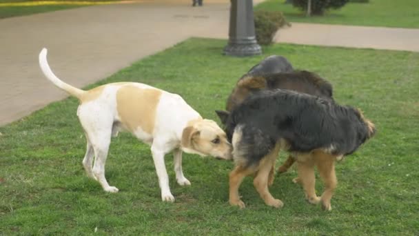 芝生の上の都市公園で野良犬の群れ。春. — ストック動画