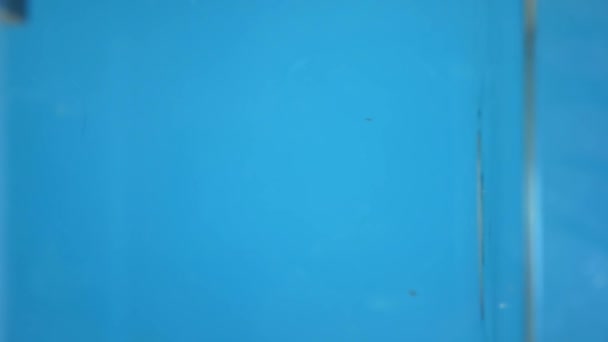 Vertikal. Gehackte Möhren fallen ins Wasser. blauer Hintergrund. — Stockvideo