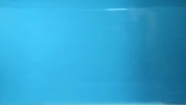 赤ピーマンのスライスは水の中に落ちる。青の背景 — ストック動画