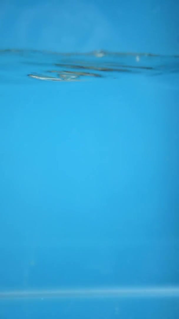 Pionowe. Siekane marchewki wpadają do wody. niebieskie tło. — Wideo stockowe
