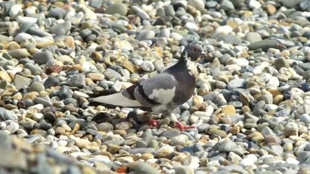 Paloma gris camina sobre una playa de guijarros. Primer plano. espacio de copia — Vídeos de Stock