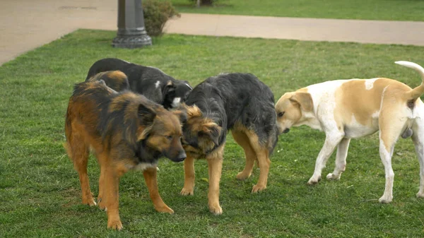 A pack of stray dogs in a city Park on the lawn. spring. — Stock Photo, Image
