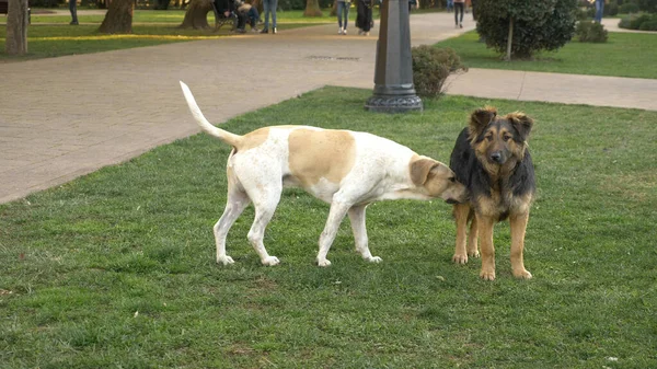 Ein Rudel streunender Hunde in einem Stadtpark auf dem Rasen. Frühling. — Stockfoto