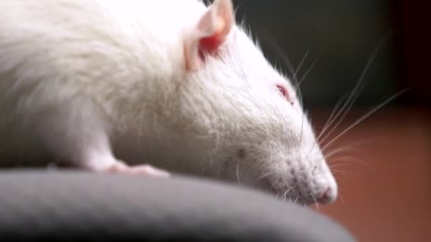 Detailní portrét bílé albínské krysy v bytě — Stock video