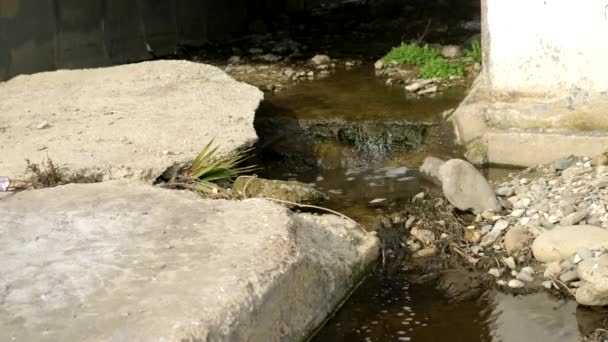 Problemas medioambientales. Basura en el muelle. espacio de copia — Vídeo de stock