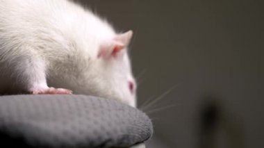 Dairedeki beyaz bir albino faresinin yakın plan portresi.