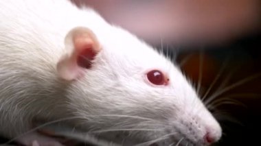 Dairedeki beyaz bir albino faresinin yakın plan portresi.