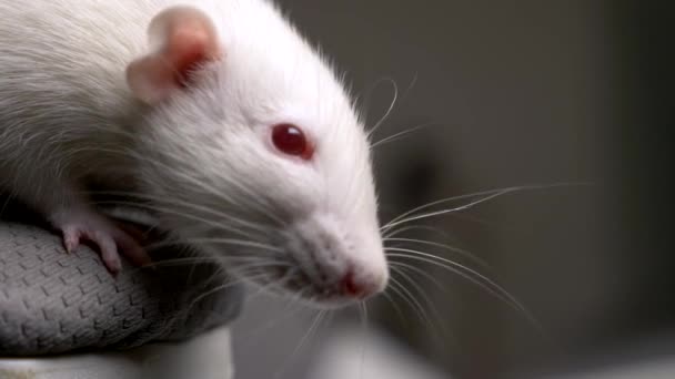 Closeup portrait of a white albino rat in the apartment — Stock Video