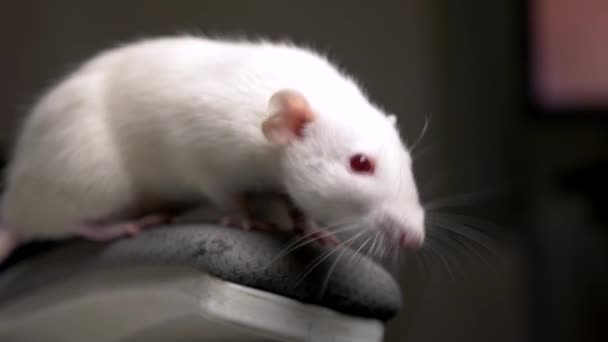 Närbild porträtt av en vit albino råtta i lägenheten — Stockvideo