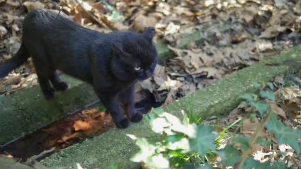 Zwarte kat loopt in het park tussen de bomen. kopieerruimte — Stockvideo